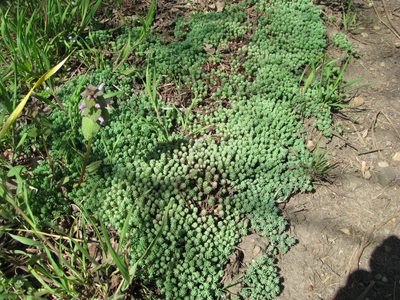 Sedum pallidum, photographed by Анна Кириченко