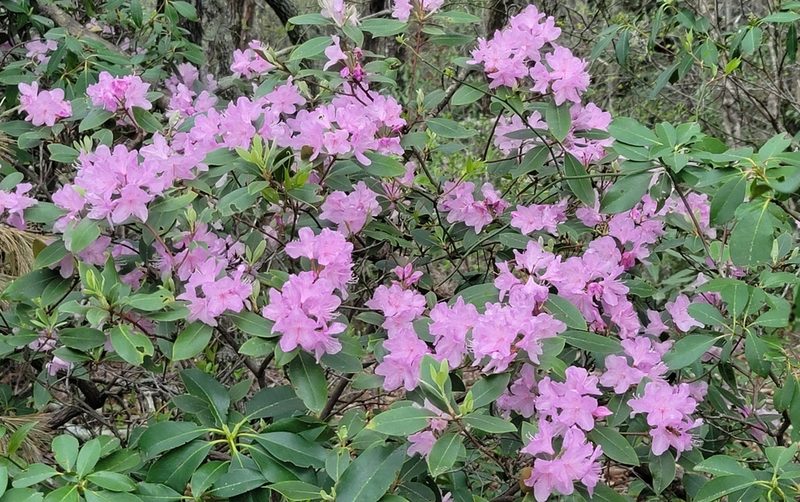 Rhododendron minus, photographed by snail_hiker