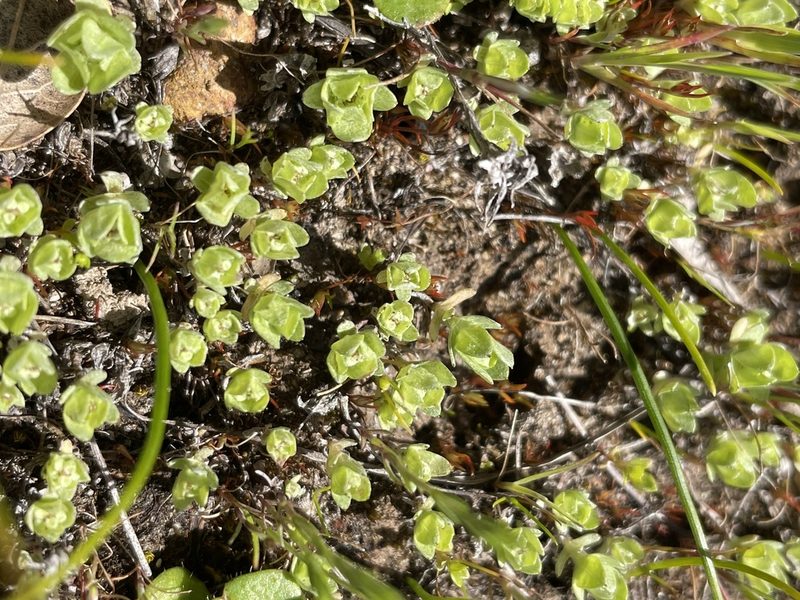 Psilocarphus chilensis, photographed by Mike Heine
