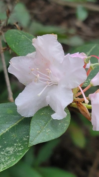 Rhododendron minus, photographed by snail_hiker