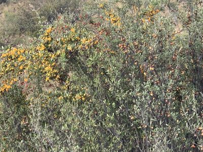 Pyracantha angustifolia, photographed by Dave Richardson