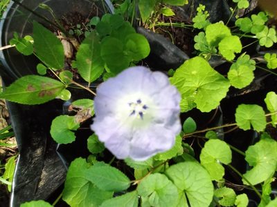 Nicandra physalodes, photographed by Ferncliffe forest wilding