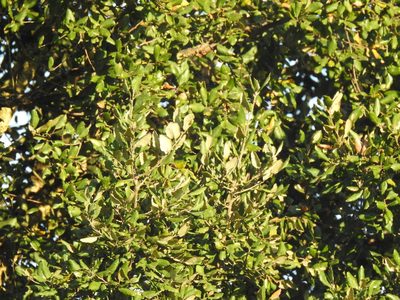 Quercus suber, photographed by Duarte Frade