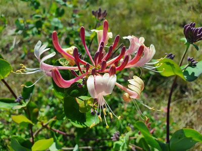 Lonicera etrusca, photographed by João Valença