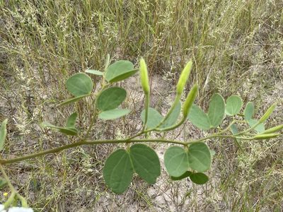 Bauhinia macrantha