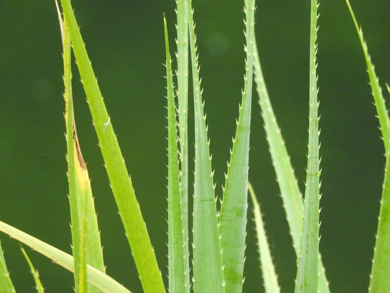 Eryngium pandanifolium, photographed by Duarte Frade
