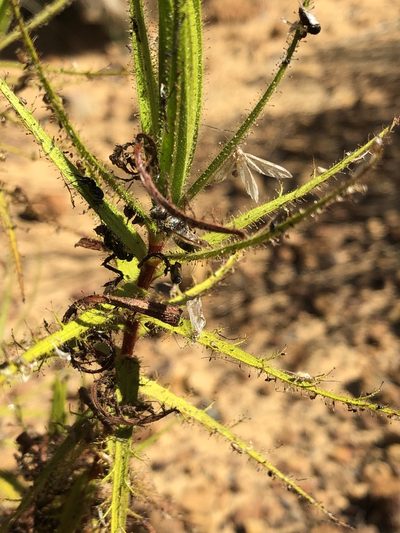 Roridula dentata, photographed by Caroline Voget