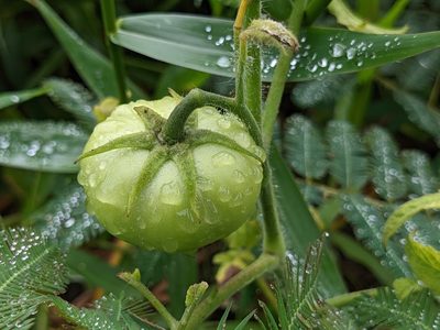 Solanum lycopersicum, photographed by Attila Oláh