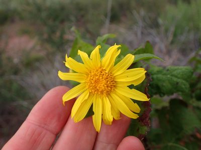 Venegasia carpesioides, photographed by George Williams