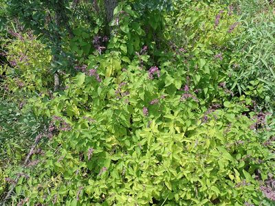 Ocimum labiatum, photographed by Peter Warren