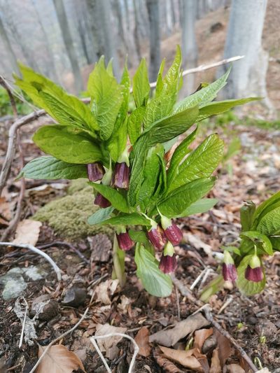 Scopolia carniolica, photographed by Ljaž
