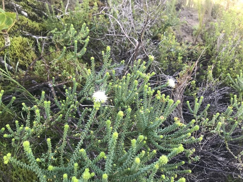 Agathosma apiculata, photographed by Ren Hoekstra