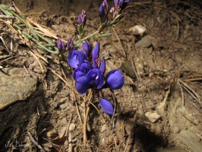 Polygala microphylla, photographed by José Luis Camaño