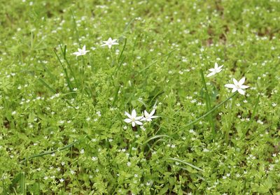 Ornithogalum woronowii, photographed by Юрий Данилевский (Yuriy Danilevsky)