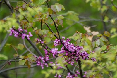 Cercis siliquastrum, photographed by WATANABE Hitoshi 渡辺仁