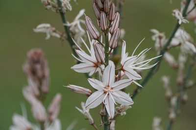 Asphodelus ramosus, photographed by WATANABE Hitoshi 渡辺仁