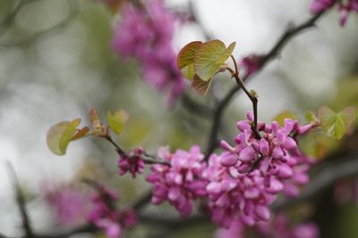 Cercis siliquastrum, photographed by WATANABE Hitoshi 渡辺仁