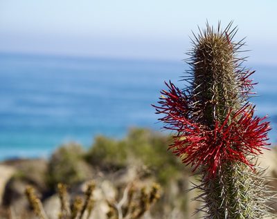 Leucostele chiloensis, photographed by Ben Lyle Bedard