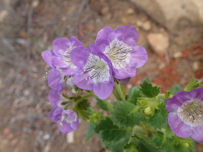 Phacelia grandiflora, photographed by George Williams