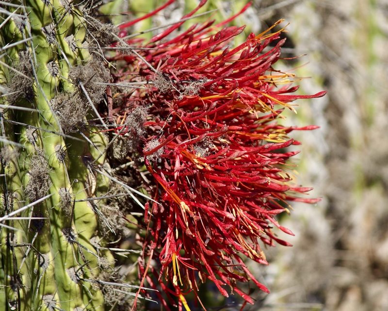 Tristerix aphyllus, photographed by Ben Lyle Bedard