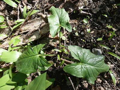 Arum cylindraceum, photographed by Patrick Hacker