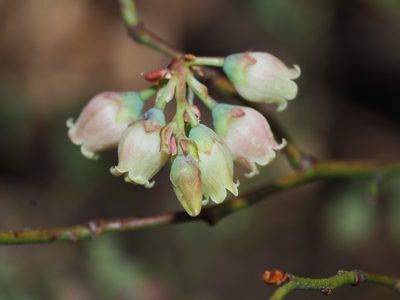 Vaccinium pallidum, photographed by Clay Gibbons