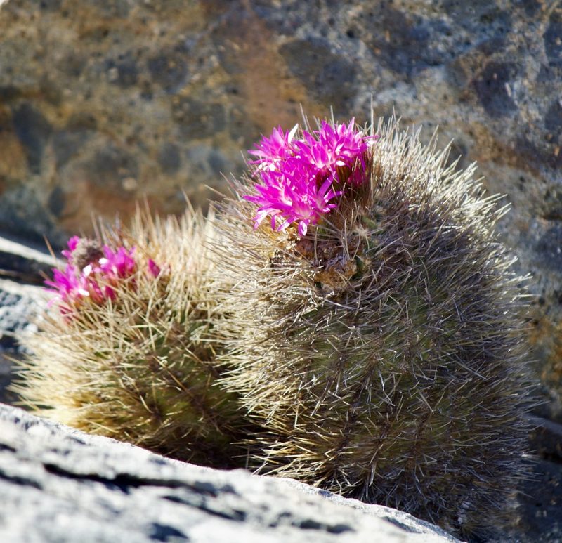Eriosyce subgibbosa, photographed by Ben Lyle Bedard