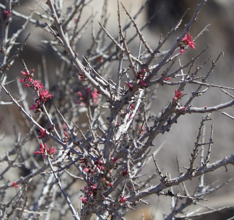 Fuchsia lycioides, photographed by Ben Lyle Bedard