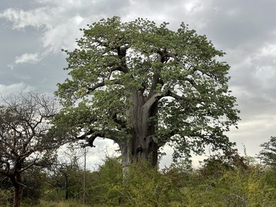 Adansonia digitata, photographed by Robert Taylor