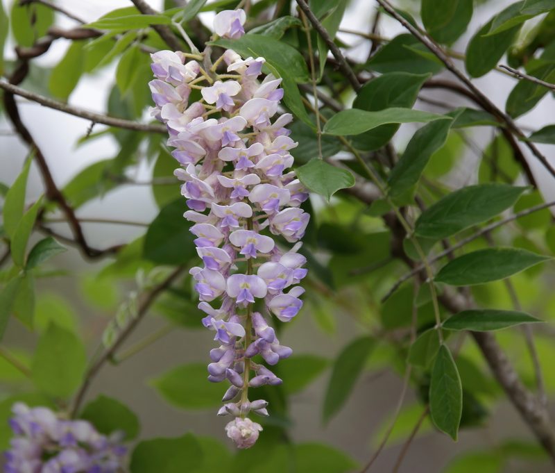 Wisteria frutescens, photographed by Lauren McLaurin