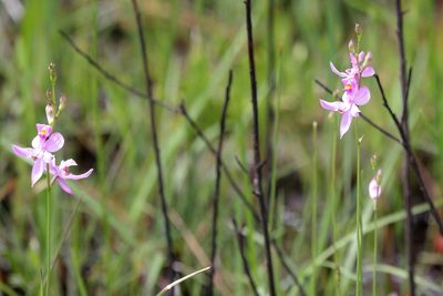 Calopogon pallidus, photographed by Lauren McLaurin