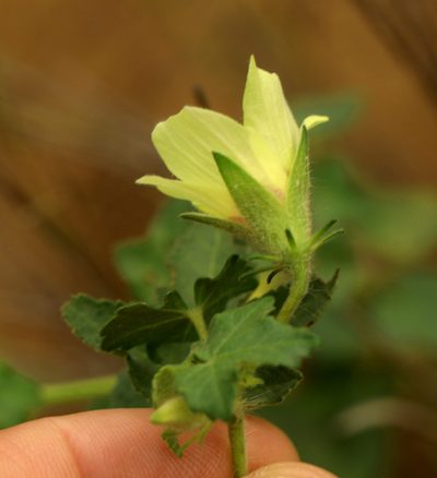 Hibiscus schinzii, photographed by Wynand Uys