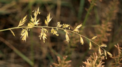 Schmidtia pappophoroides, photographed by Wynand Uys