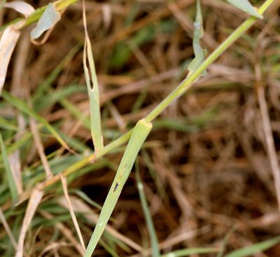 Schmidtia pappophoroides, photographed by Wynand Uys