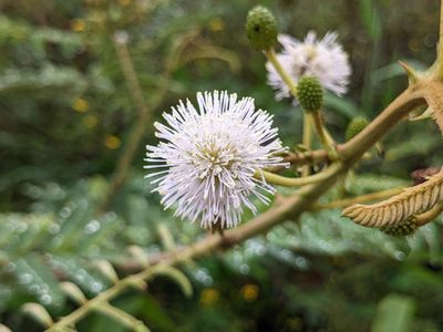 Mimosa pigra, photographed by Attila Oláh