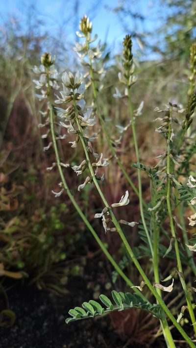 Astragalus congdonii, photographed by Chris Winchell