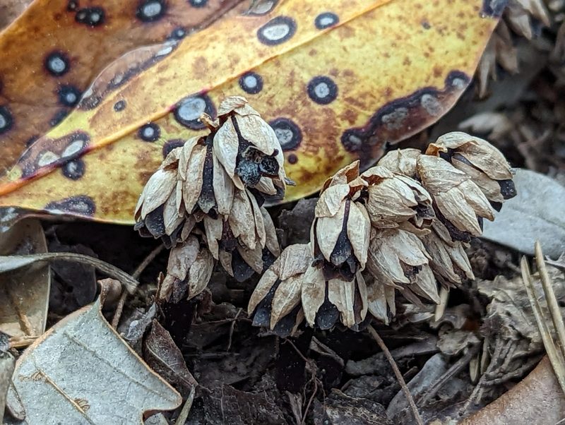 Monotropsis odorata, photographed by Alison Northup