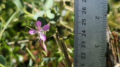 Clarkia modesta, photographed by Chris Winchell
