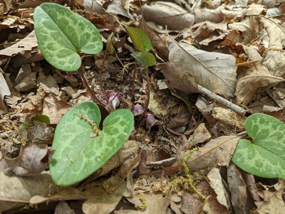 Asarum minus, photographed by Alison Northup