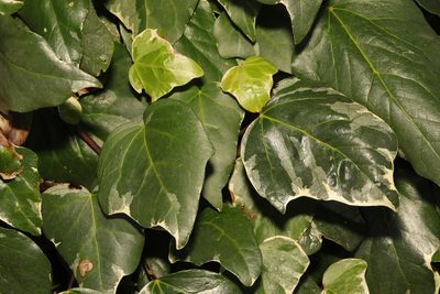 Hedera colchica, photographed by Stephen James McWilliam