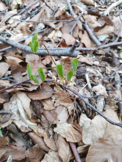 Epimedium alpinum, photographed by Ljaž