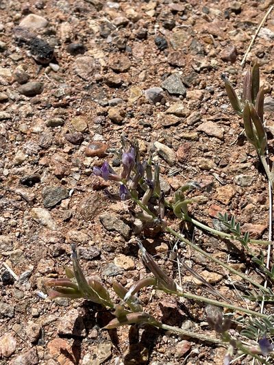 Astragalus nothoxys, photographed by CK2AZ