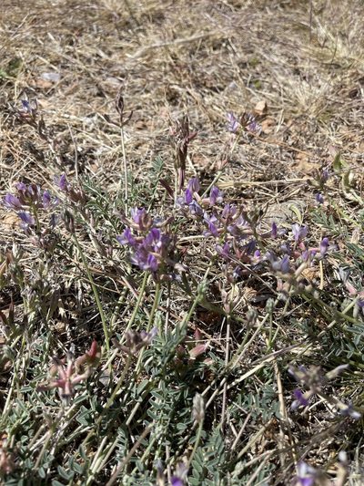 Astragalus nothoxys, photographed by CK2AZ