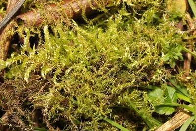 Oxyrrhynchium hians, photographed by Stephen James McWilliam