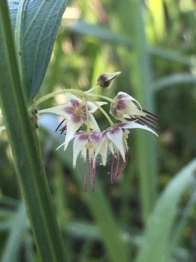 Ayenia pedersenii, photographed by B. Phalan