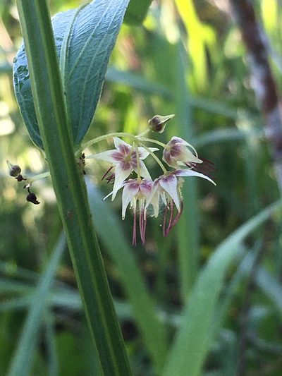 Ayenia pedersenii, photographed by B. Phalan