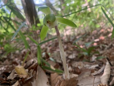 Cymbidium goeringii, photographed by 岸本年郎