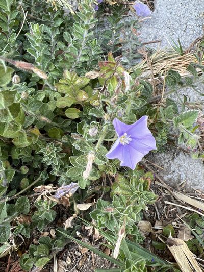 Convolvulus sabatius, photographed by Oliver S.
