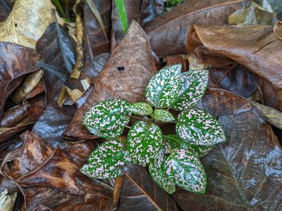 Hypoestes phyllostachya, photographed by Attila Oláh