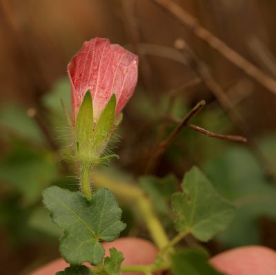 Hibiscus schinzii, photographed by Wynand Uys